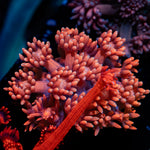 Pink Mamba Goniopora Coral with flower-like polyps in reef aquarium