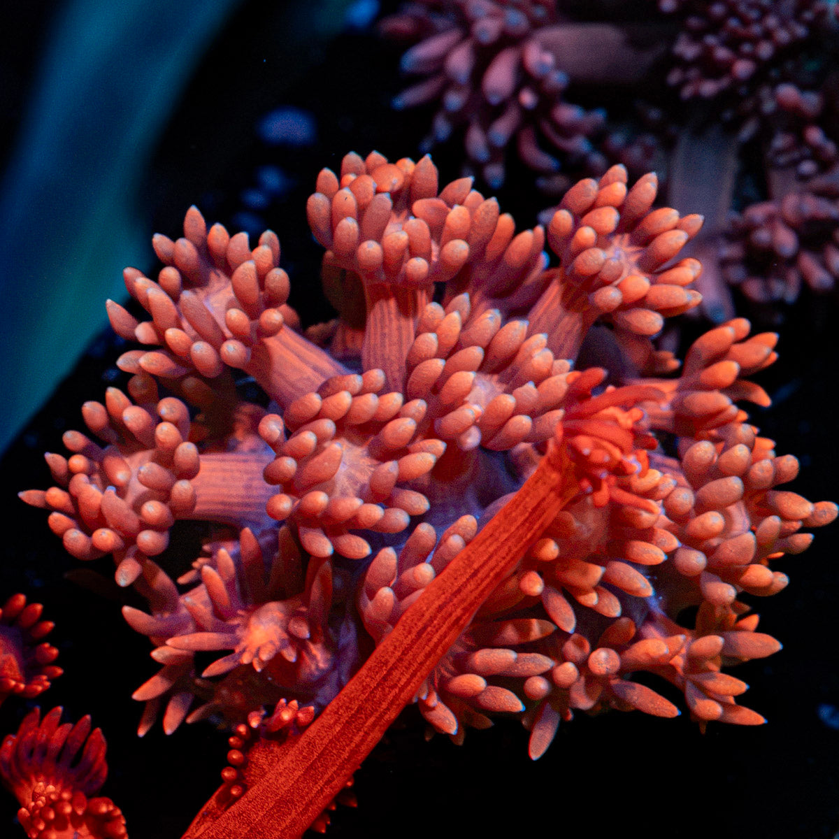 Pink Mamba Goniopora Coral with flower-like polyps in reef aquarium