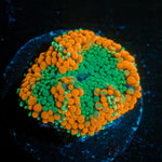 Orange Ultra Ricordea Mushroom - riptide aquaculture llc