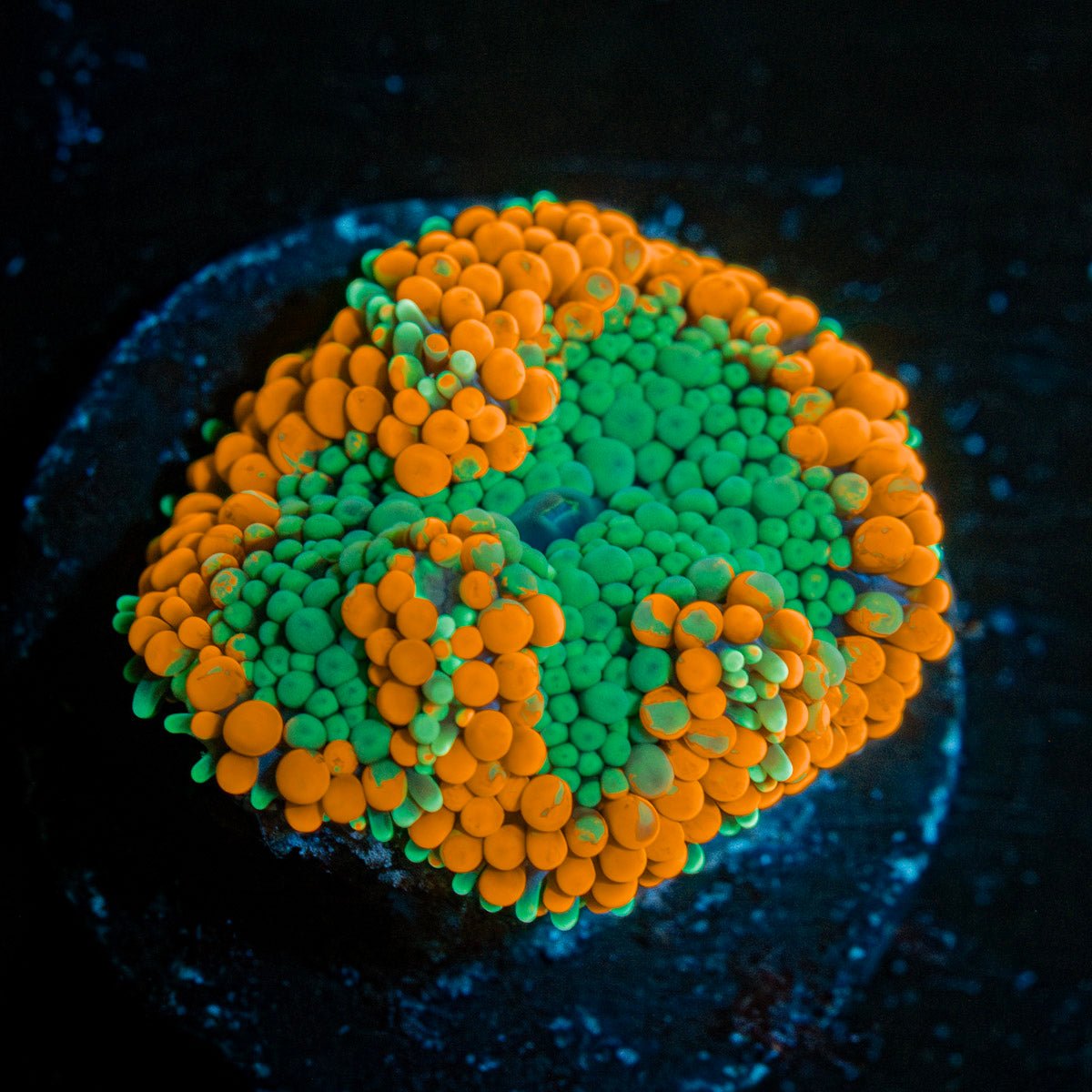 Orange Ultra Ricordea Mushroom - riptide aquaculture llc