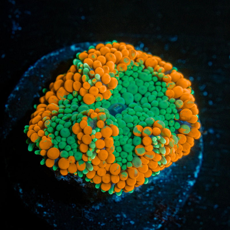 Orange Ultra Ricordea Mushroom