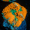 Orange Ultra Ricordea Mushroom - riptide aquaculture llc