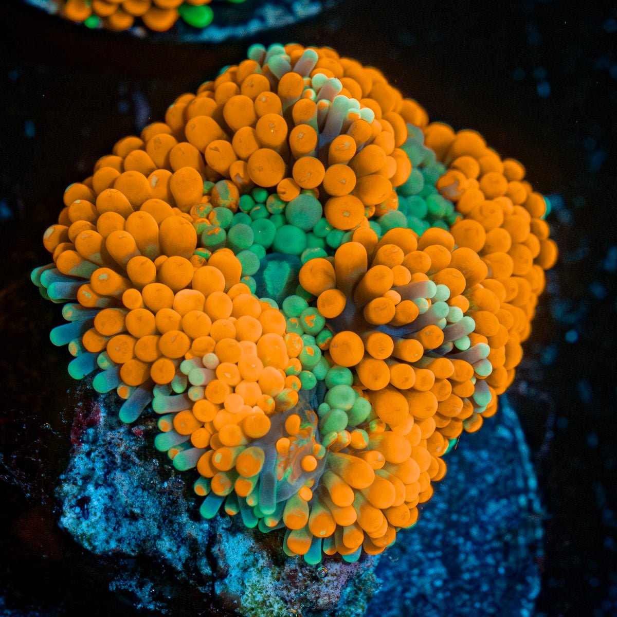 Orange Ultra Ricordea Mushroom - riptide aquaculture llc