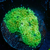Lime Green Ricordea Mushroom - riptide aquaculture llc