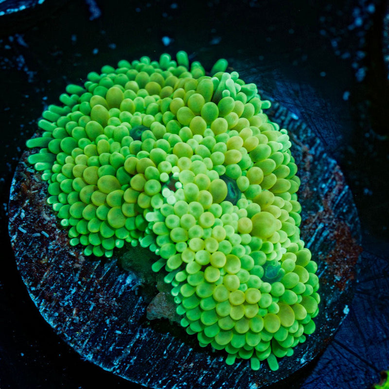 Lime Green Ricordea Mushroom