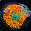 Orange Ultra Ricordea Mushroom - riptide aquaculture llc