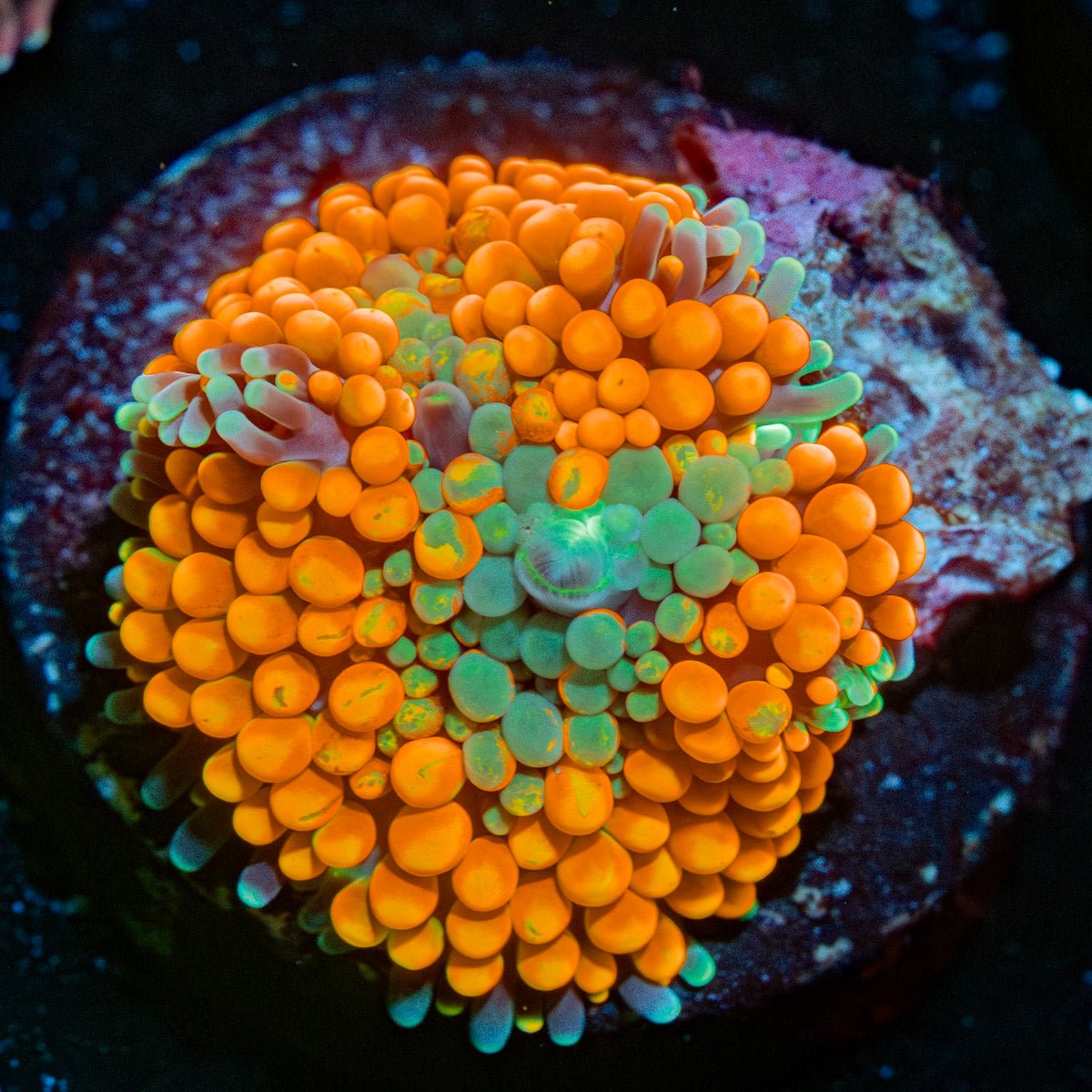 Orange Ultra Ricordea Mushroom - riptide aquaculture llc