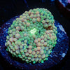 Pinky Ultra ricordea Mushroom - riptide aquaculture llc