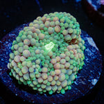 Pinky Ultra ricordea Mushroom - riptide aquaculture llc