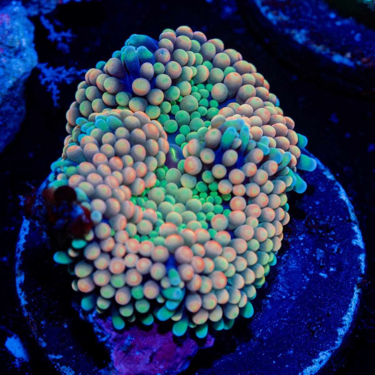 Pinky Ultra ricordea Mushroom - riptide aquaculture llc