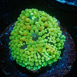 Lime Green Ricordea Mushroom - riptide aquaculture llc