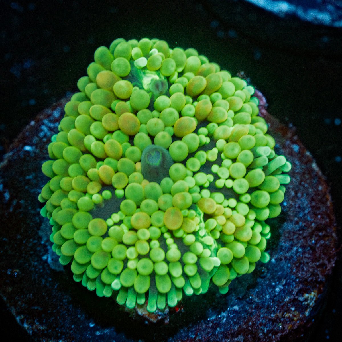 Lime Green Ricordea Mushroom - riptide aquaculture llc