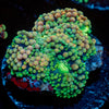 Pinky Ultra ricordea Mushroom - riptide aquaculture llc