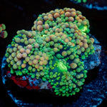 Pinky Ultra ricordea Mushroom - riptide aquaculture llc