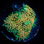 Ultra ricordea Mushroom - riptide aquaculture llc
