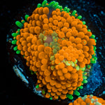 Orange Ultra Ricordea Mushroom - riptide aquaculture llc