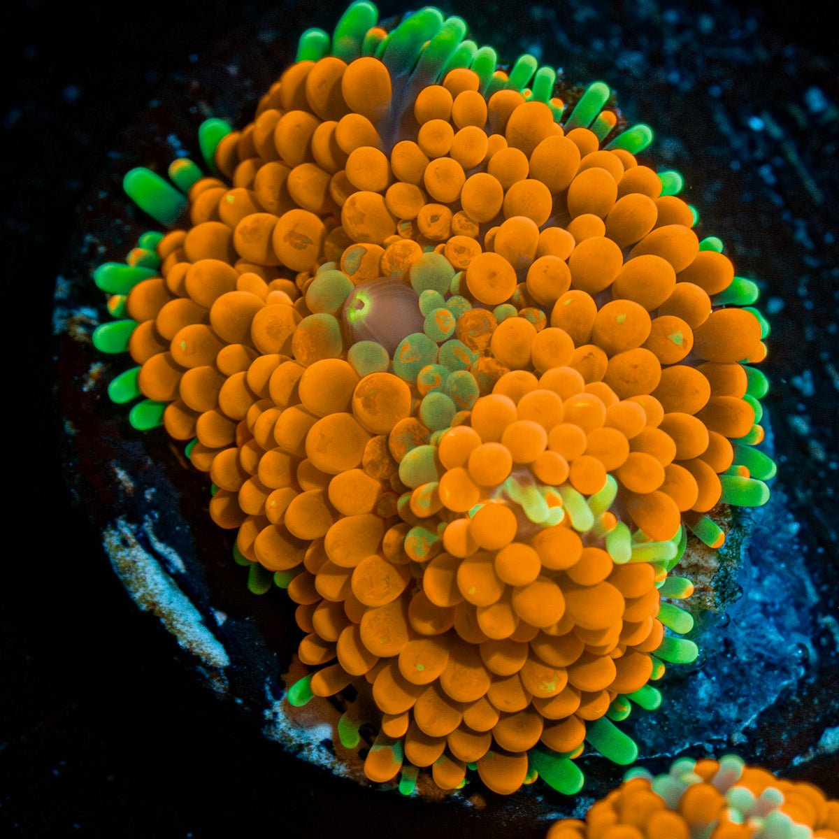 Orange Ultra Ricordea Mushroom - riptide aquaculture llc