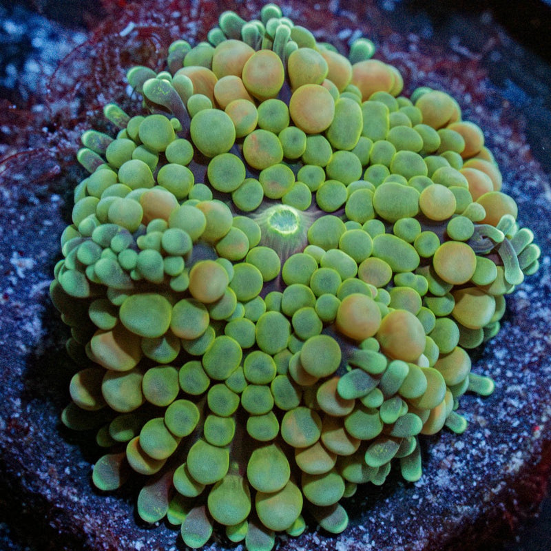 Bi Color Ricordea Mushroom