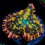 Rainbow Frankenstein Mushroom - riptide aquaculture llc