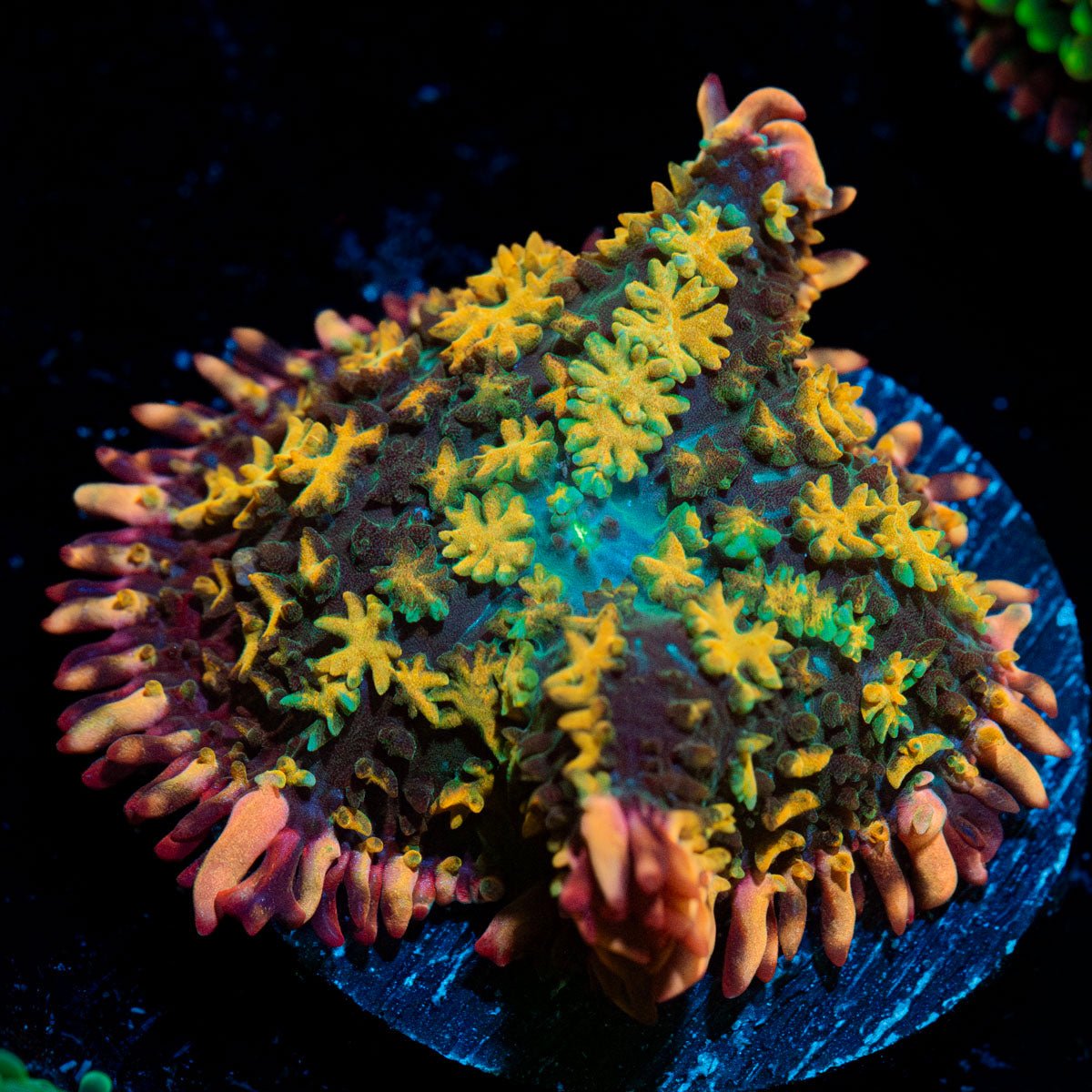 Rainbow Frankenstein Mushroom - riptide aquaculture llc