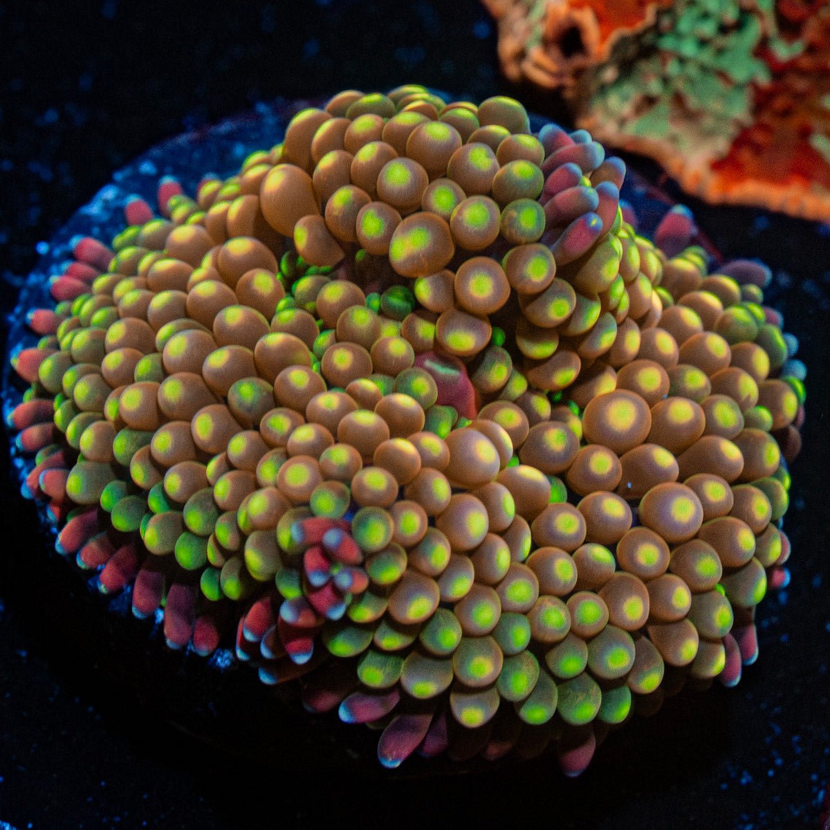 Royal Ricordea Mushroom - riptide aquaculture llc