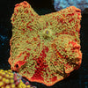 Ultimate Jawbreaker Mushroom - riptide aquaculture llc