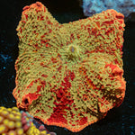 Ultimate Jawbreaker Mushroom - riptide aquaculture llc