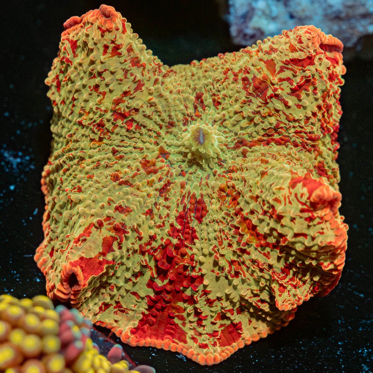 Ultimate Jawbreaker Mushroom - riptide aquaculture llc