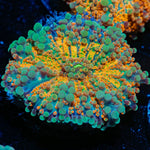 SunRise Yuma Mushroom - riptide aquaculture llc