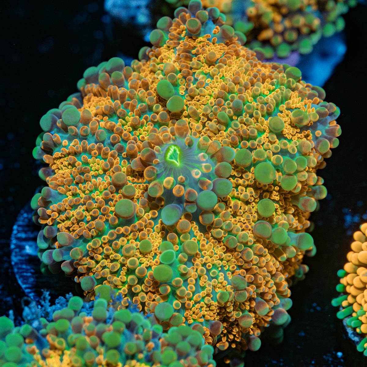 SunRise Yuma Mushroom - riptide aquaculture llc