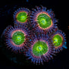 Funny D's Zoanthid - riptide aquaculture llc