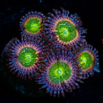 Funny D's Zoanthid - riptide aquaculture llc