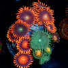 Zoanthid Combo - riptide aquaculture llc