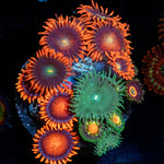 Zoanthid Combo - riptide aquaculture llc