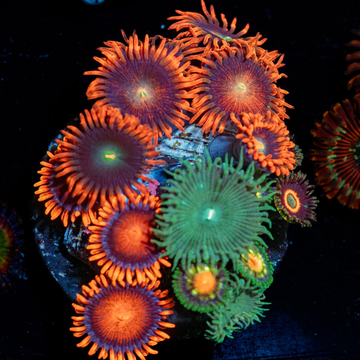 Zoanthid Combo - riptide aquaculture llc