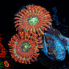 Dark Magicians Zoanthid - riptide aquaculture llc