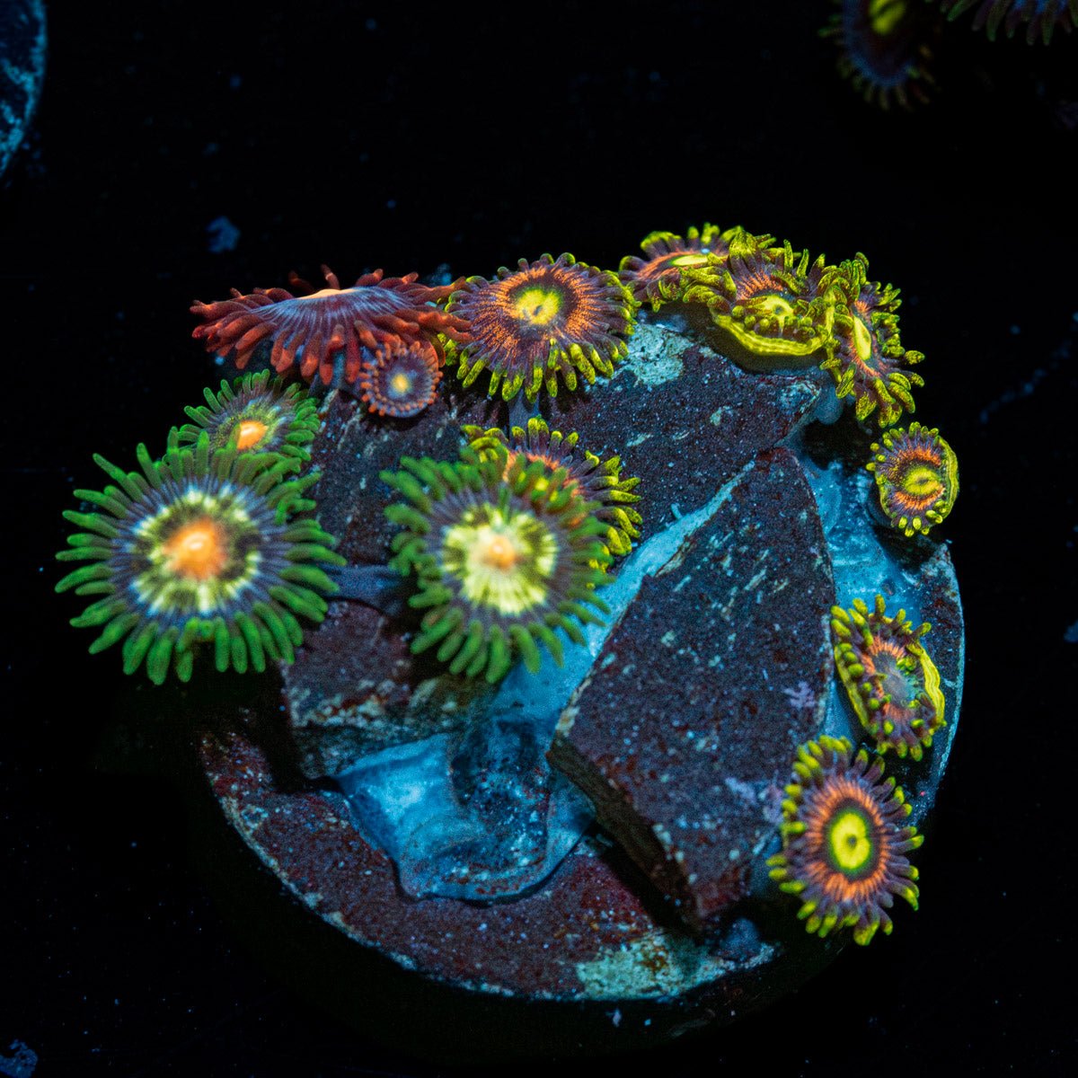 Zoanthid Combo - riptide aquaculture llc