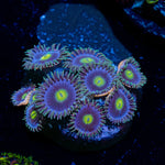 Blue Jay Zoanthid - riptide aquaculture llc