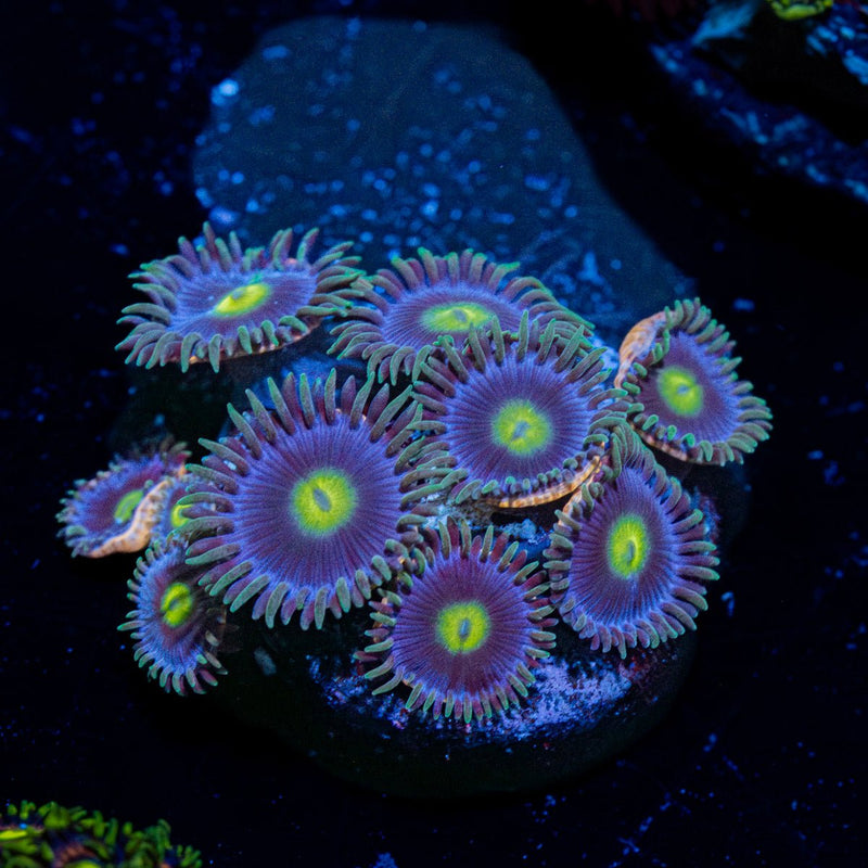 Blue Jay Zoanthid