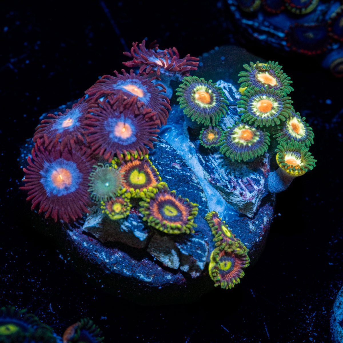 Zoanthid Combo - riptide aquaculture llc