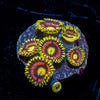 Kamikaze Zoanthid - riptide aquaculture llc