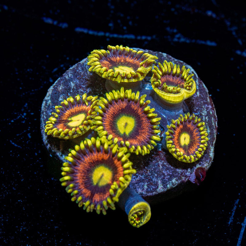 Kamikaze Zoanthid