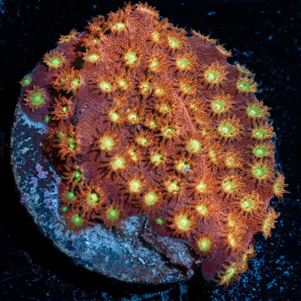 Bling Bling Cyphastrea Coral with encrusting growth in reef aquarium