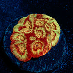Scorpion King Favia coral with encrusting growth in reef aquarium