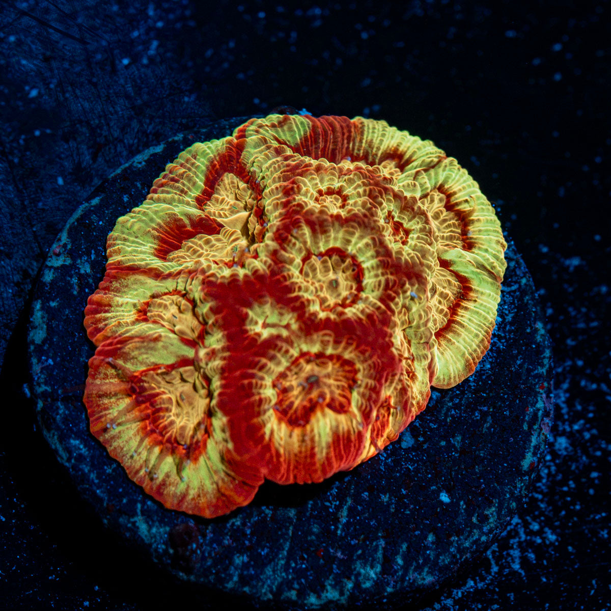 Scorpion King Favia coral with encrusting growth in reef aquarium