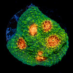 Mummy Eye Chalice Coral with encrusting growth in reef aquarium