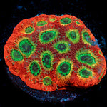 Sector 9 Favia Coral with encrusting growth in reef aquarium