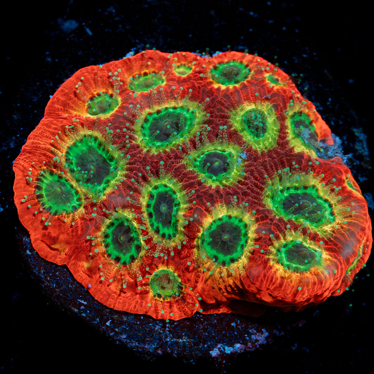 Sector 9 Favia Coral with encrusting growth in reef aquarium