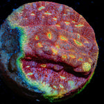 Klepto Lepto Coral with encrusting growth in reef aquarium