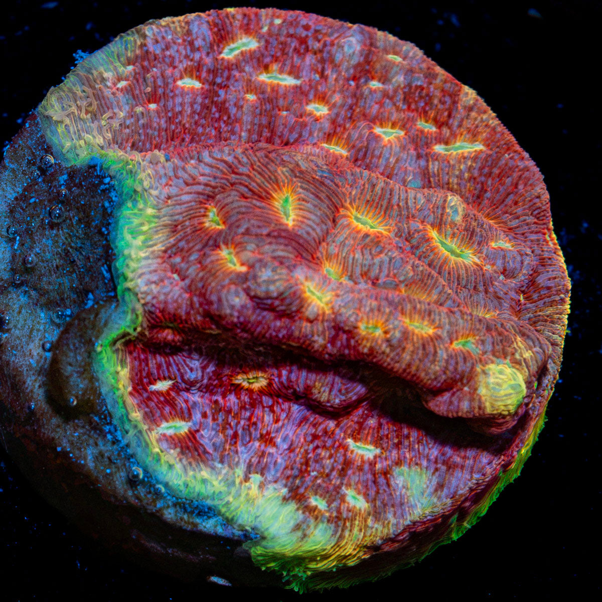 Klepto Lepto Coral with encrusting growth in reef aquarium